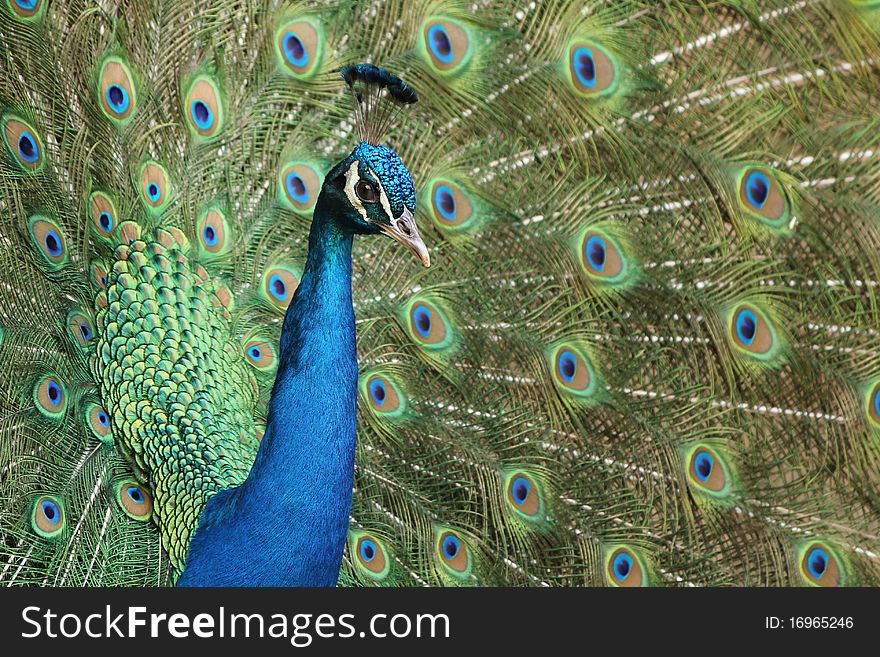 Common Peacock