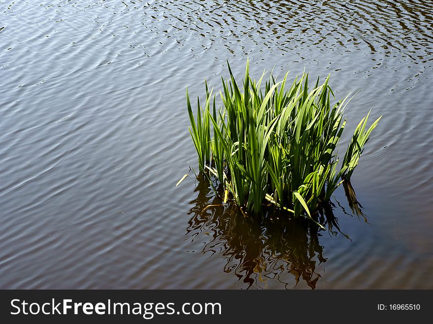 A lonely plant in a small lake in Denmark. The wind touches the water so it ripples. A lonely plant in a small lake in Denmark. The wind touches the water so it ripples.