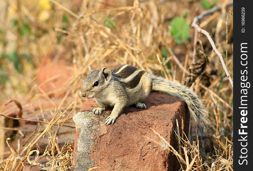 Alert squirrel sitting in bright sunny day.
