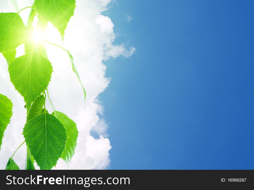 Green leaves, white clouds, blue sky