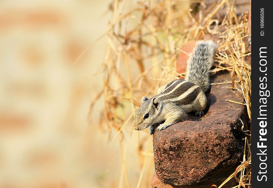 Alert Squirrel