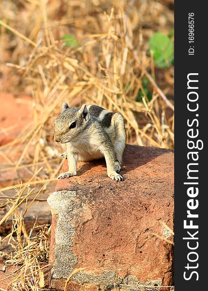 Cute squirrel sitting in bright sunny day.