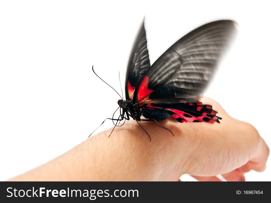 Butterfly on man's hand