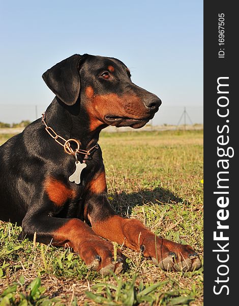 Purebred black doberman laid down in a field