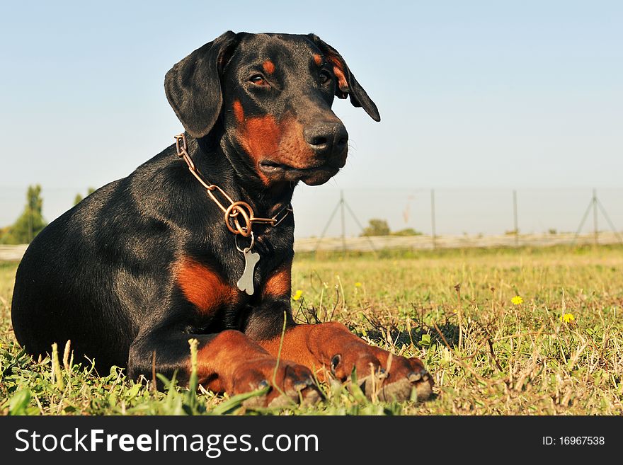 Purebred black doberman laid down in a field