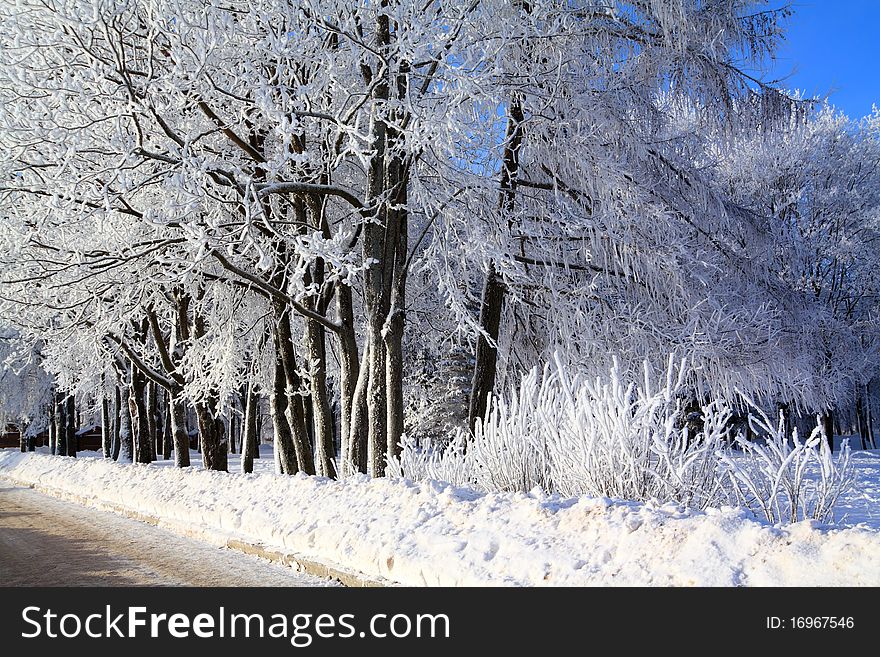 Tree in snow near roads