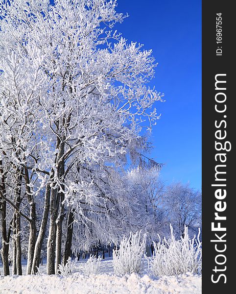 Tree in snow on a celestial background