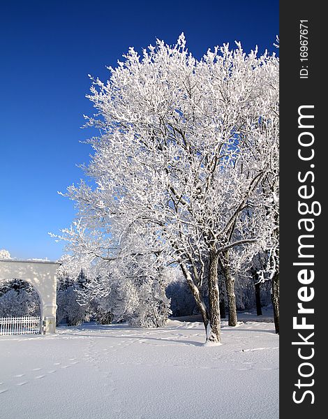 Tree in snow on a celestial background