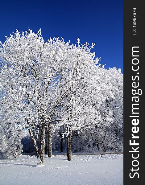 Tree in snow on a celestial background