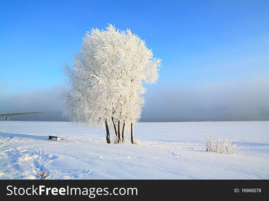 Tree in snow on a celestial background