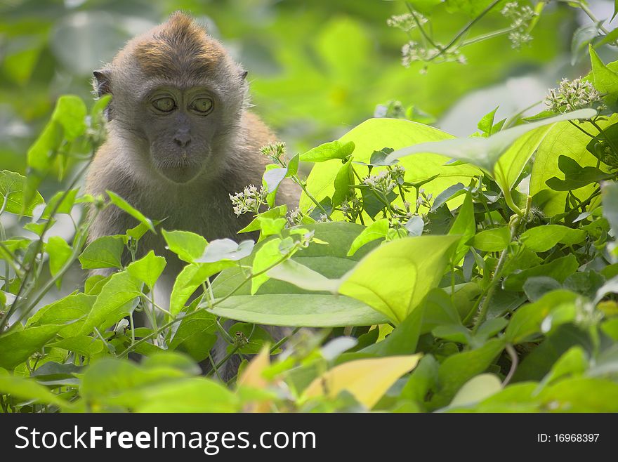 Baby monkey foraging for food in a tree. Baby monkey foraging for food in a tree