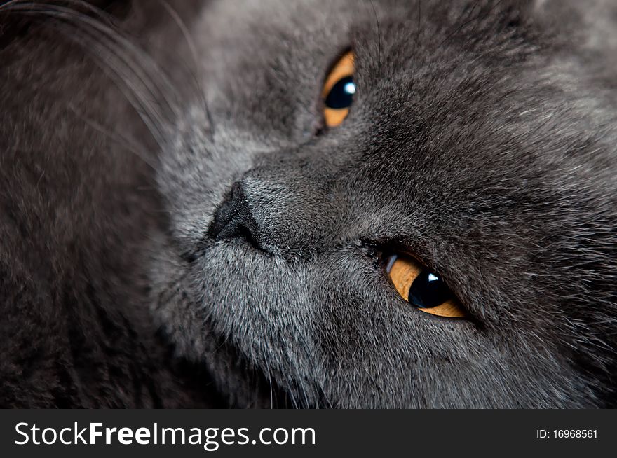 A blue British Shorthair cat, horizontal shot.