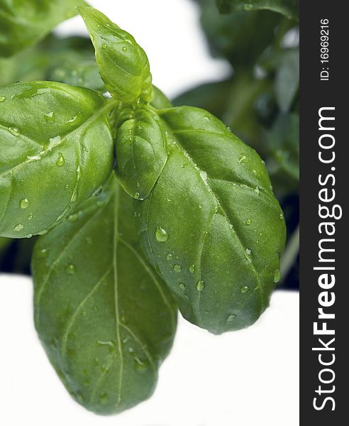 Basil leaf isolated for mediterranean backgrounds. Basil leaf isolated for mediterranean backgrounds