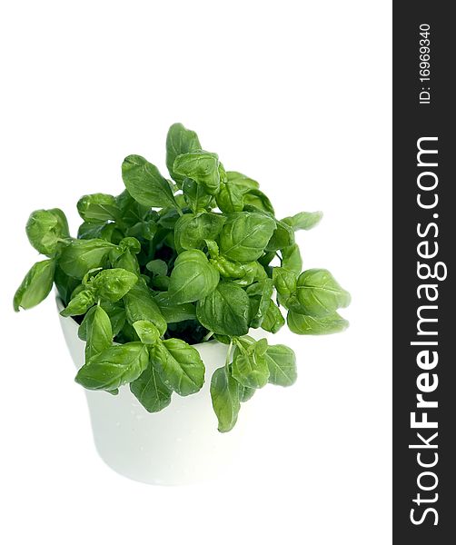 Basil in a pot isolated on white background. Basil in a pot isolated on white background