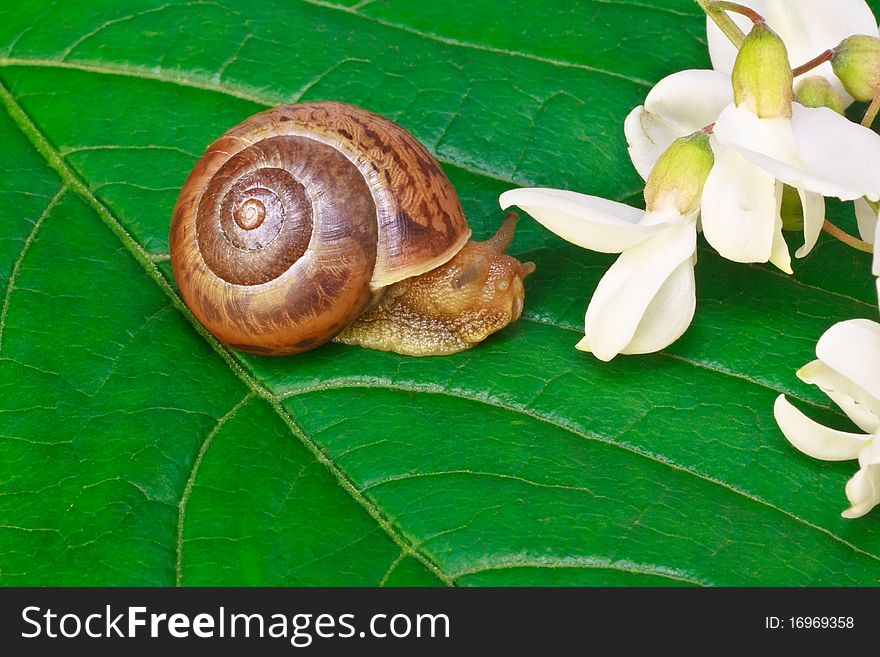 Garden snail on a leaf with acacia flowers