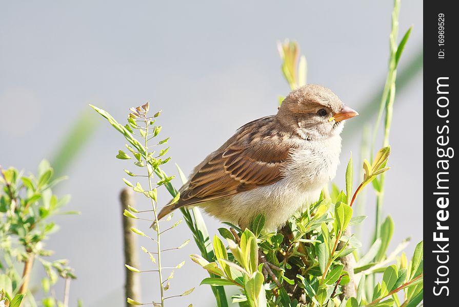 Young fledged yellow-beaked sparrow nestling sits on a bush branch. Young fledged yellow-beaked sparrow nestling sits on a bush branch