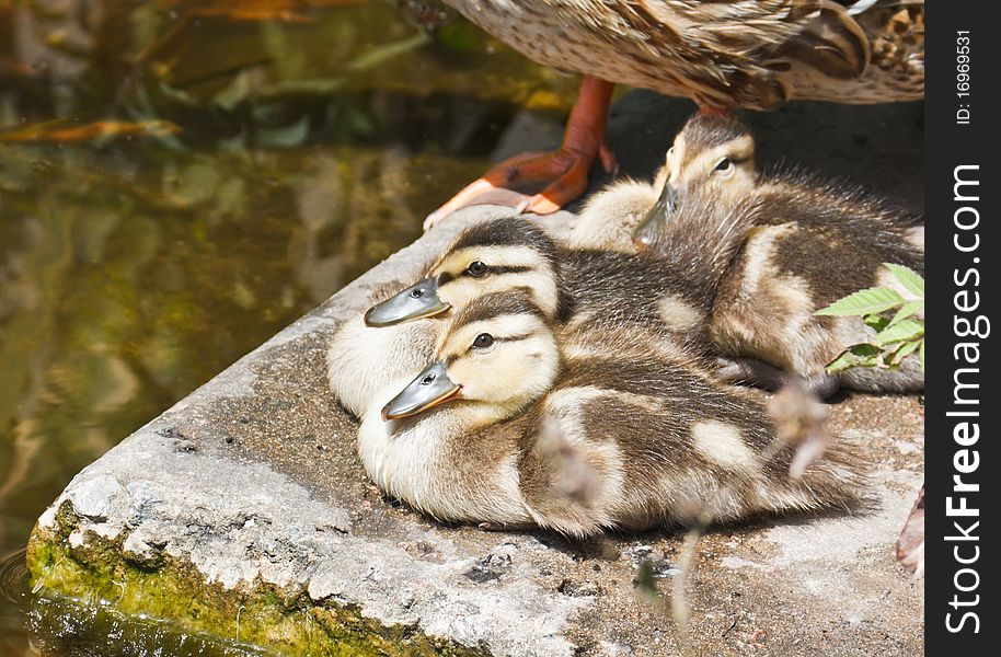Wild ducklings have a rest