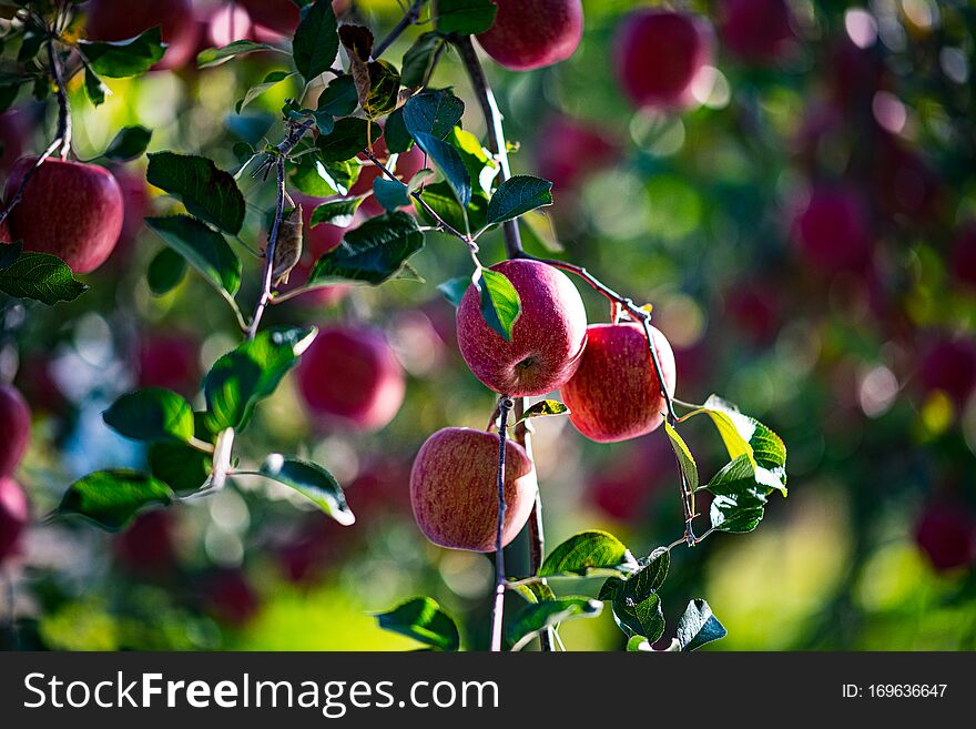 Ripe Apples In Orchard