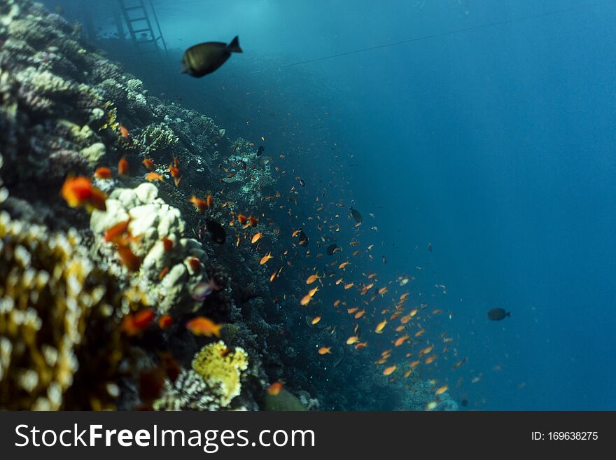 Beautiful coral reef under water in the ocean of egypt, underwater photography in egypt. Beautiful coral reef under water in the ocean of egypt, underwater photography in egypt