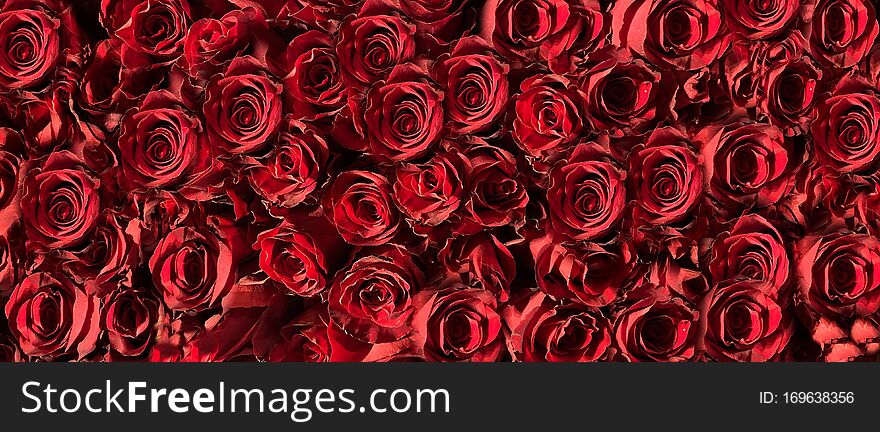 Abstract  Background roses floral red green   colored  modern texture  Different shades pattern grey   white  With pastel color and light transitions colorful element