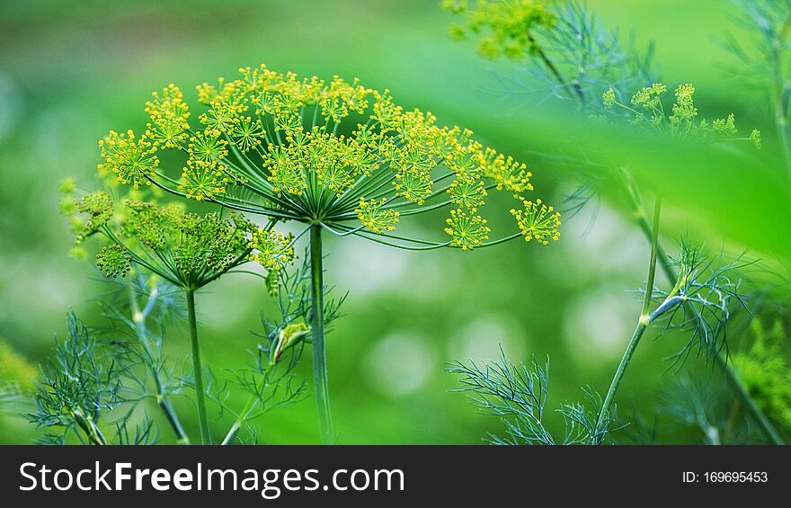 Dill With Yellow Seeds On A Blurred Background_