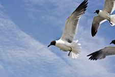 Seagull Is Flying Royalty Free Stock Images Seagull Is Flying Royalty Free Stock Images
