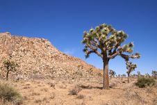 Joshua Tree National Park Stock Images Joshua Tree National Park Stock Images