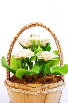 White Flower In Basket On White Background Stock Image