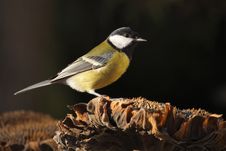 Great Tit On Sunflower Stock Photography