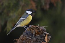 Free Great Tit Royalty Free Stock Photography - 16974627