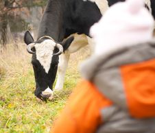 Baby Look At Feeding Cow Stock Photos