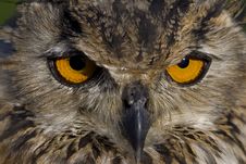 Bengal Eagle Owl Royalty Free Stock Photography