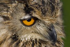 Bengal Eagle Owl Stock Image