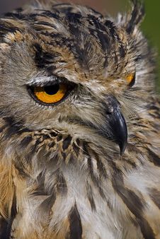 Bengal Eagle Owl Stock Photo