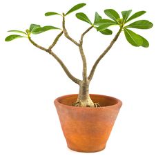 Lightbulb Tree Royalty Free Stock Images Lightbulb Tree Royalty Free Stock Images