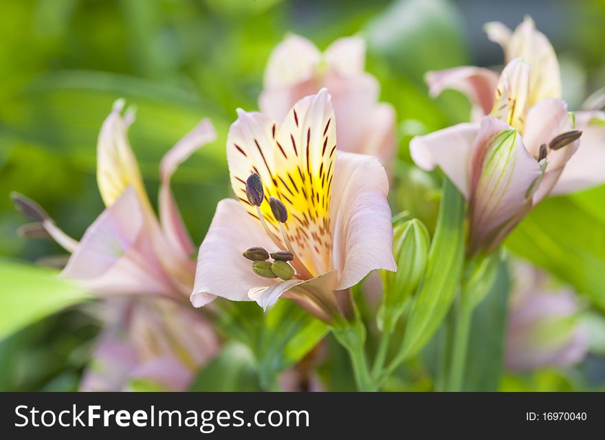 Peruvian Lily, Alstroemeria