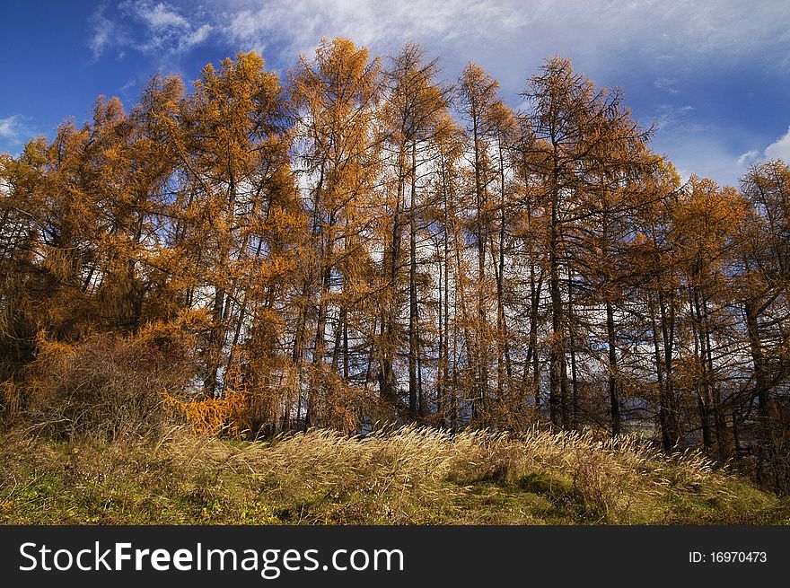 Row of trees in autumn in central Liptov Slovak Republic