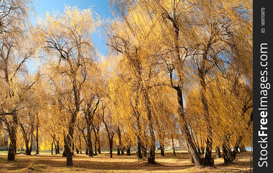 Willow trees with yellow leaves and blue sky.