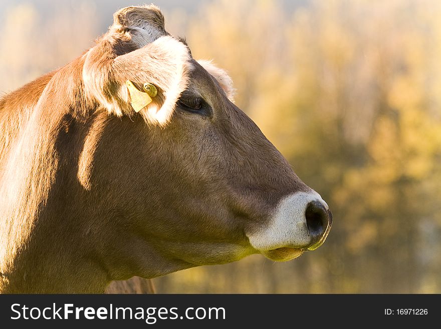 Portrait of a brown cow on the field