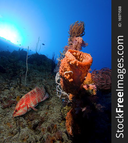 Underwater life, grouper and corals