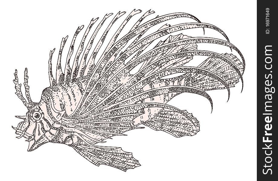 Vector illustration of Fish zebra Pterois volitans