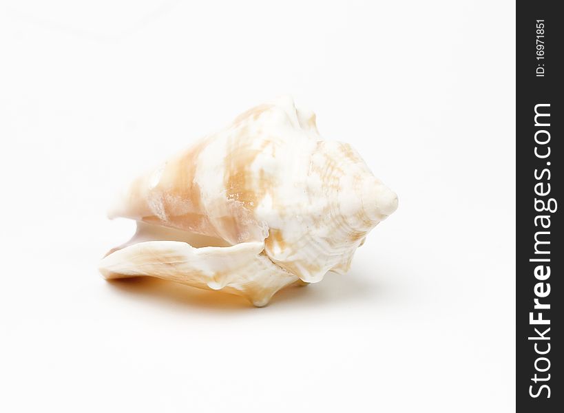 Sea shell isolated on white background. Studio shot. Close up.