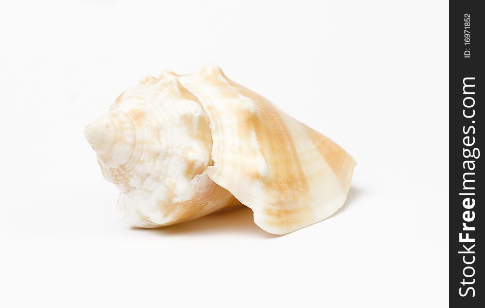 Sea shell isolated on white background. Studio shot. Close up.