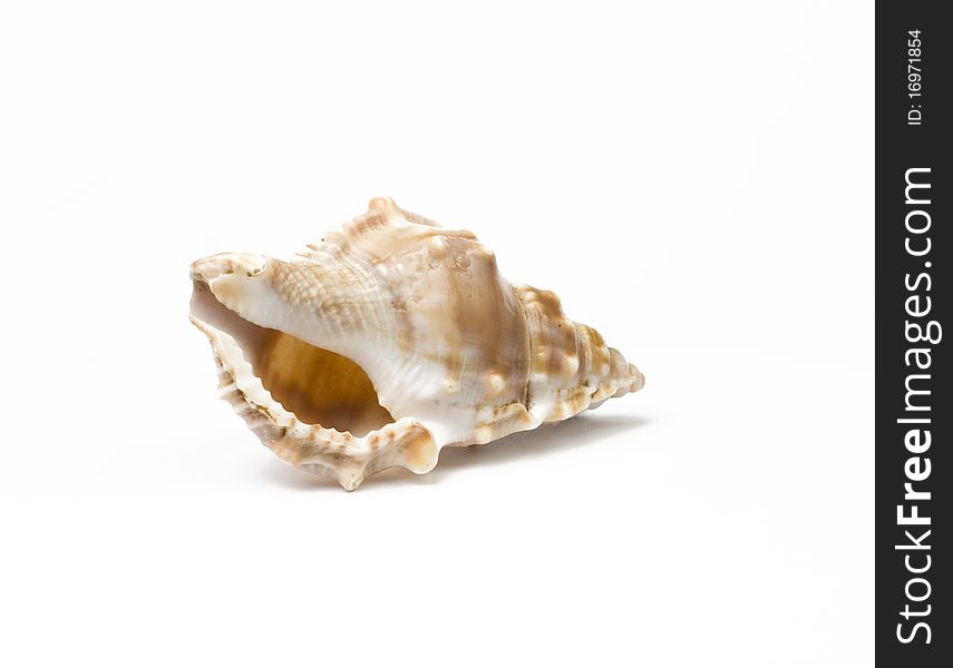 Sea shell isolated on white background. Studio shot. Close up.
