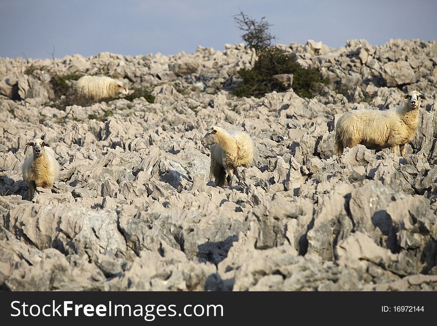 Four sheep on rocky hill