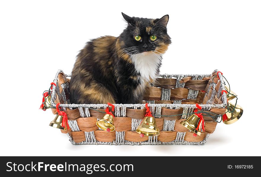 Domestic cat sitting in a Christmas basket. Domestic cat sitting in a Christmas basket