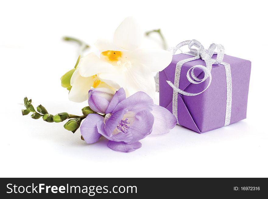 Violet freesia flower and gift box