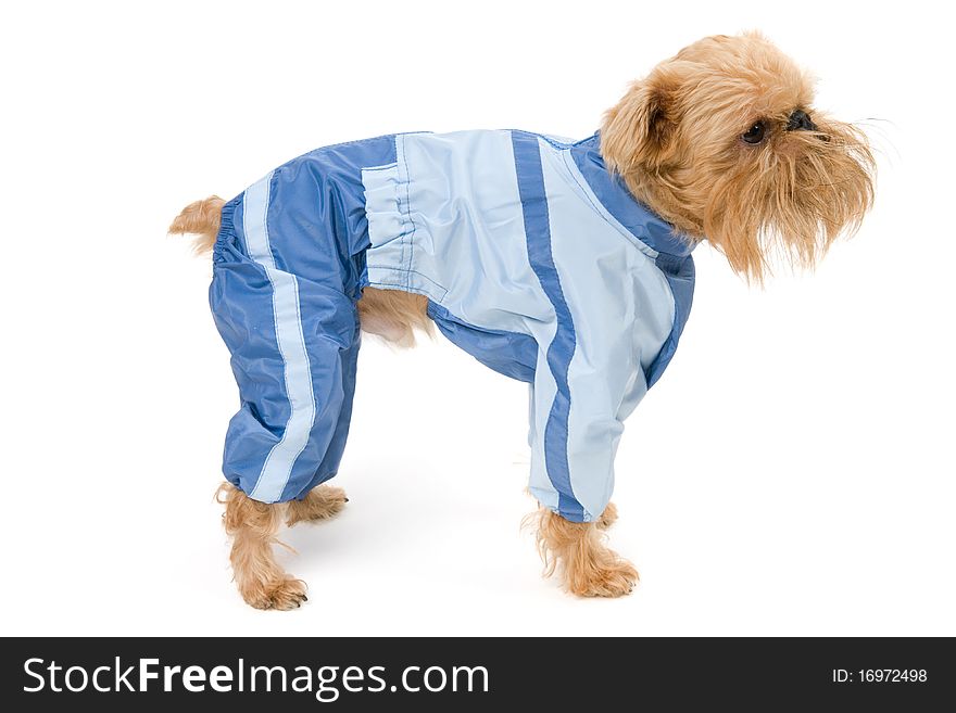 Brussels Griffon dog breed in the blue jacket. Brussels Griffon dog breed in the blue jacket