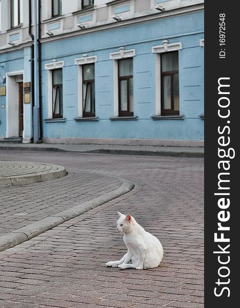 Street cat sitting on the road.