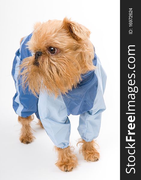 Brussels Griffon dog breed in the blue jacket. Brussels Griffon dog breed in the blue jacket